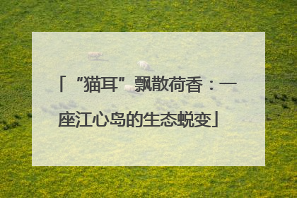 “猫耳”飘散荷香：一座江心岛的生态蜕变