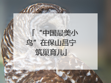“中国最美小鸟”在保山昌宁筑巢育儿