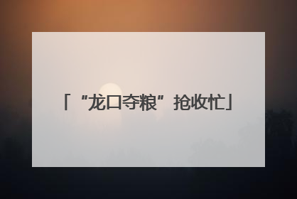 “龙口夺粮”抢收忙