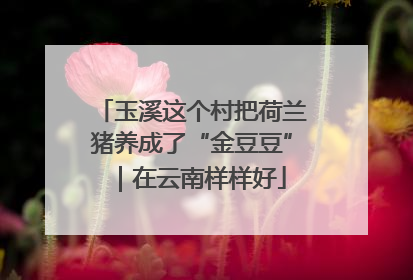 玉溪这个村把荷兰猪养成了“金豆豆”｜在云南样样好