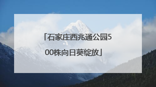 石家庄西兆通公园500株向日葵绽放