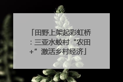 田野上架起彩虹桥：三亚水蛟村“农田+”激活乡村经济