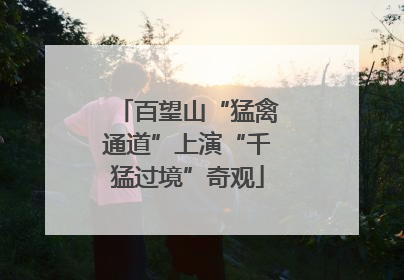 百望山“猛禽通道”上演“千猛过境”奇观