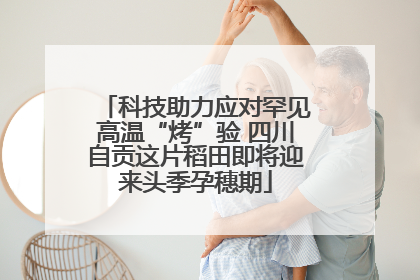 科技助力应对罕见高温“烤”验 四川自贡这片稻田即将迎来头季孕穗期