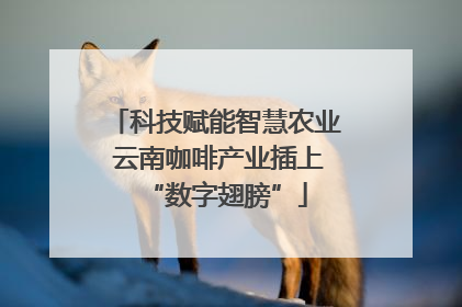 科技赋能智慧农业 云南咖啡产业插上“数字翅膀”