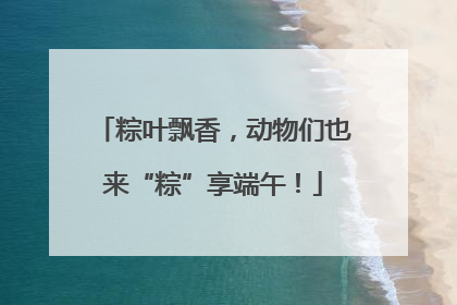 粽叶飘香，动物们也来“粽”享端午！