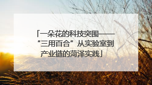 一朵花的科技突围——“三用百合”从实验室到产业链的菏泽实践