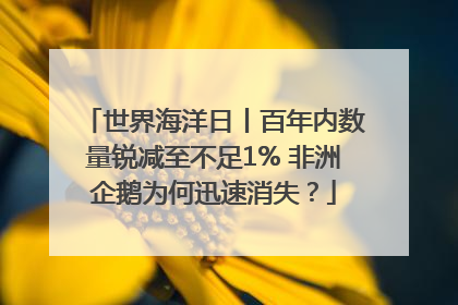 世界海洋日丨百年内数量锐减至不足1% 非洲企鹅为何迅速消失？