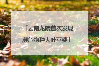 云南龙陵首次发现濒危物种大叶苹婆