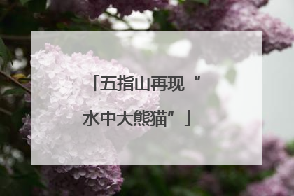 五指山再现“水中大熊猫”
