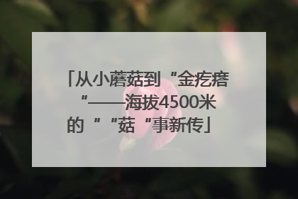 从小蘑菇到“金疙瘩“——海拔4500米的““菇“事新传