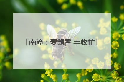 南漳：麦飘香 丰收忙