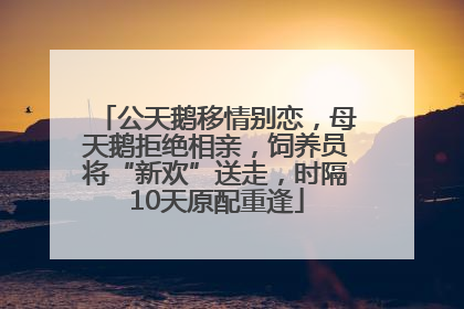 公天鹅移情别恋，母天鹅拒绝相亲，饲养员将“新欢”送走，时隔10天原配重逢