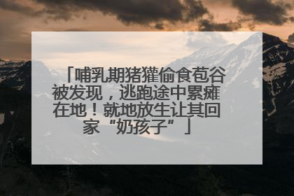 哺乳期猪獾偷食苞谷被发现，逃跑途中累瘫在地！就地放生让其回家“奶孩子”