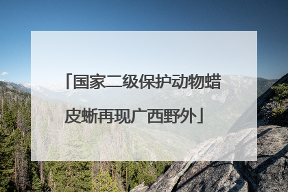 国家二级保护动物蜡皮蜥再现广西野外