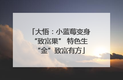 大悟：小蓝莓变身“致富果” 特色生“金”致富有方