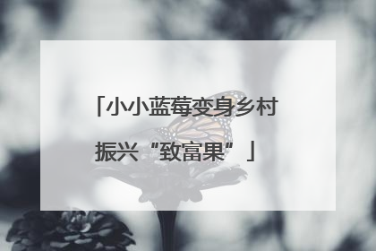 小小蓝莓变身乡村振兴“致富果”