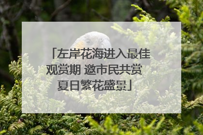 左岸花海进入最佳观赏期 邀市民共赏夏日繁花盛景