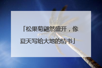 松果菊翩然盛开，像夏天写给大地的情书