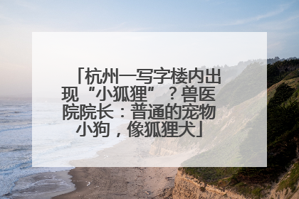 杭州一写字楼内出现“小狐狸”？兽医院院长：普通的宠物小狗，像狐狸犬