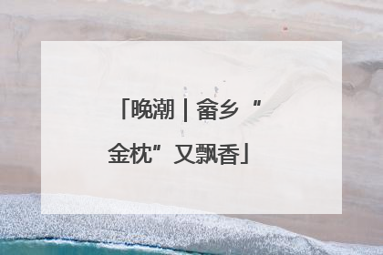 晚潮｜畲乡“金枕”又飘香