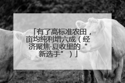 有了高标准农田，亩均纯利增六成（经济聚焦·夏收里的“新选手”）