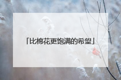 比棉花更饱满的希望