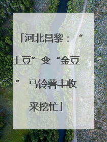 河北昌黎：“土豆”变“金豆” 马铃薯丰收采挖忙