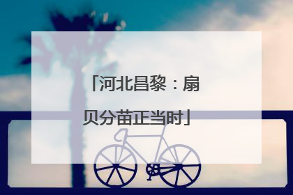 河北昌黎：扇贝分苗正当时