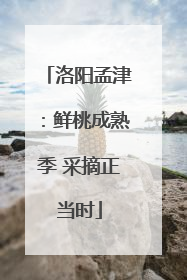 洛阳孟津：鲜桃成熟季 采摘正当时