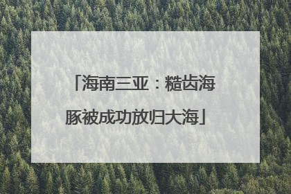 海南三亚：糙齿海豚被成功放归大海
