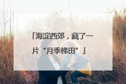 海淀西郊，藏了一片“月季梯田”