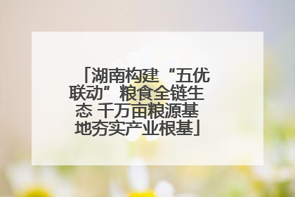 湖南构建“五优联动”粮食全链生态 千万亩粮源基地夯实产业根基