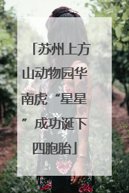 苏州上方山动物园华南虎“星星”成功诞下四胞胎
