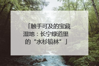 触手可及的宝藏湿地：长宁绿道里的“水杉镜林”