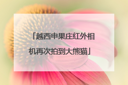越西申果庄红外相机再次拍到大熊猫