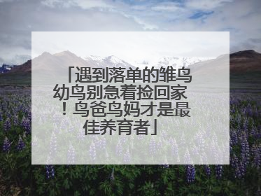 遇到落单的雏鸟幼鸟别急着捡回家！鸟爸鸟妈才是最佳养育者