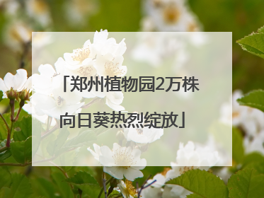 郑州植物园2万株向日葵热烈绽放