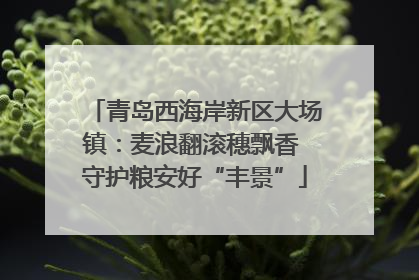 青岛西海岸新区大场镇：麦浪翻滚穗飘香 守护粮安好“丰景”