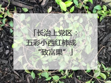长治上党区：五彩小西红柿成“致富果”
