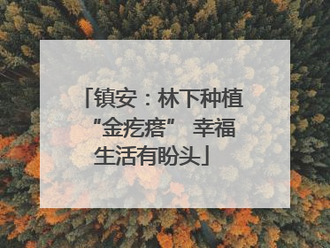 镇安：林下种植“金疙瘩” 幸福生活有盼头