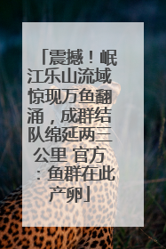 震撼！岷江乐山流域惊现万鱼翻涌，成群结队绵延两三公里 官方：鱼群在此产卵