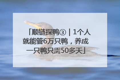 顺链探鸭③｜1个人就能管6万只鸭，养成一只鸭只需50多天