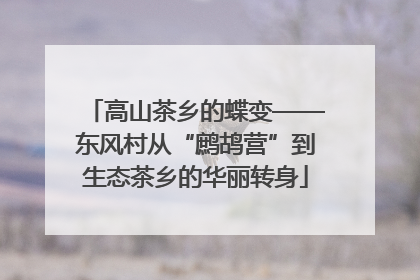 高山茶乡的蝶变——东风村从“鹧鸪营”到生态茶乡的华丽转身