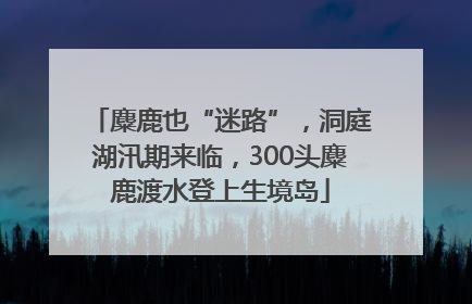 麋鹿也“迷路”，洞庭湖汛期来临，300头麋鹿渡水登上生境岛