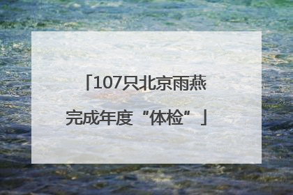 107只北京雨燕完成年度“体检”