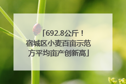 692.8公斤！宿城区小麦百亩示范方平均亩产创新高