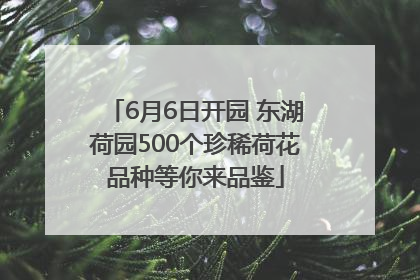 6月6日开园 东湖荷园500个珍稀荷花品种等你来品鉴